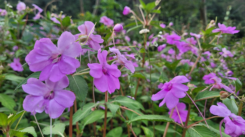 Purple impatiens flowers
