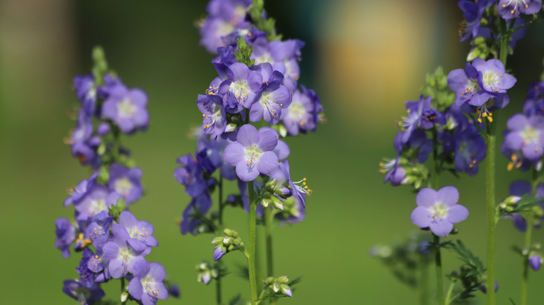 Close-up of bluish-lavender Jacob's ladder flower clusters