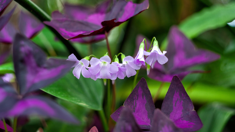 Purple shamrock plant with dark purple foliage and pale purple flowers