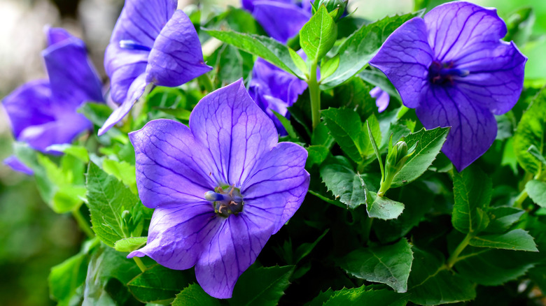 A close-up of pretty blue-purple balloon flowers with rich green foliage