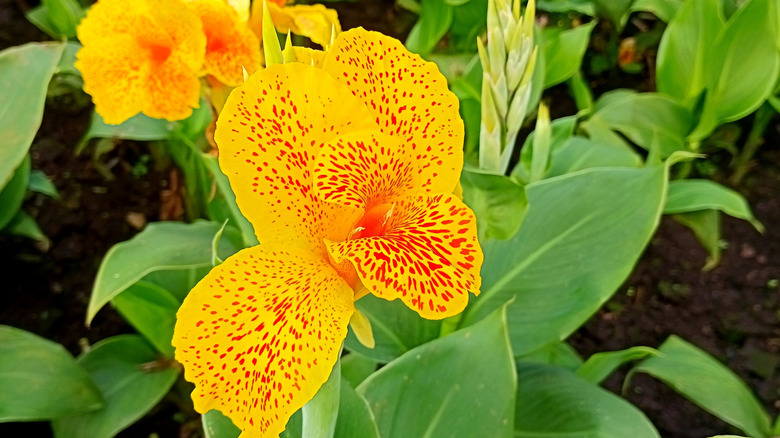 A yellow canna lily with red spots and bright green leaves