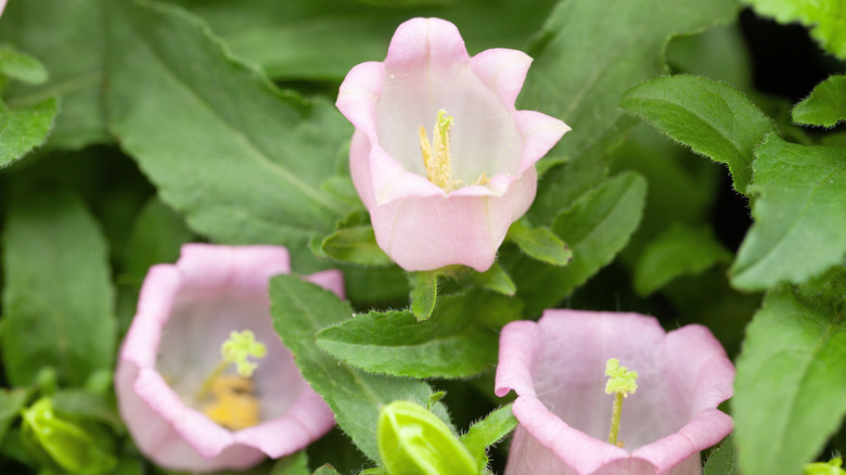 A close-up of three pink Canterbury bell flowers