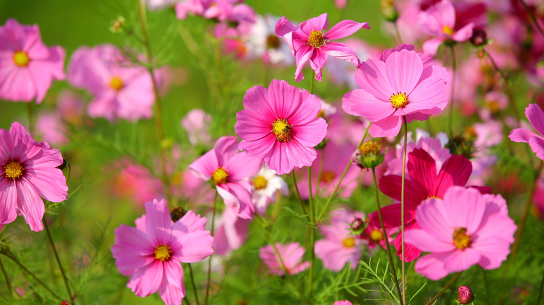 Pink cosmos flowers blooming and facing towads the