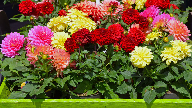 A series of pink, red, and yellow dahlias growing in pots in a lime green box