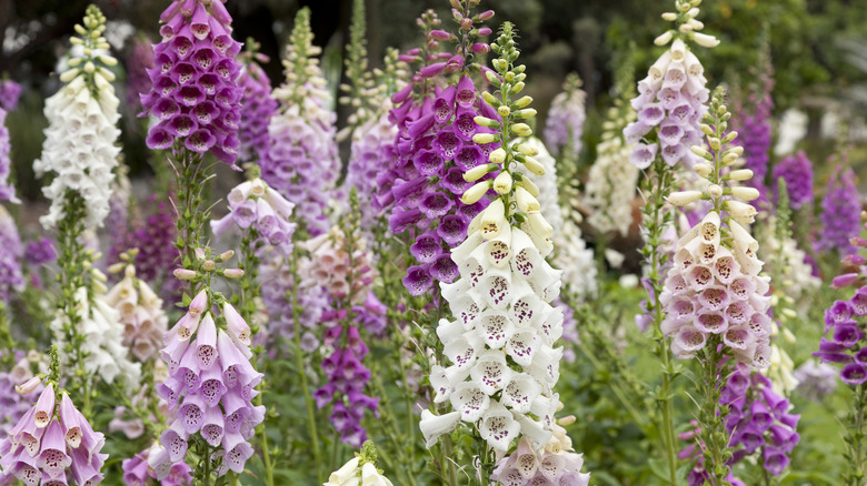 A collection of foxgloves grown outside in purples, light purples, and whites
