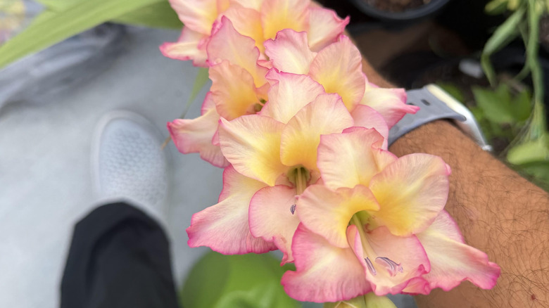 A person with a watch holding a gladiolus stem with bright pink and yellow blooms