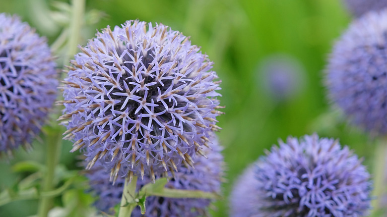 A close up of globe thistle to the point you can see the small purple flower heads in the clump