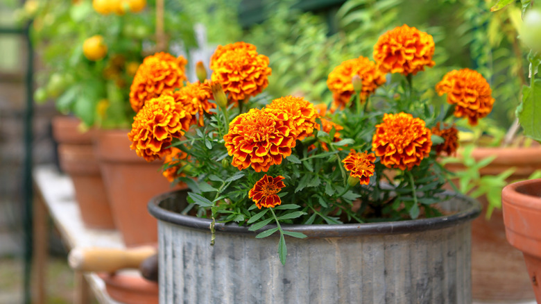 A bunch of marigolds browing in a metal plantar