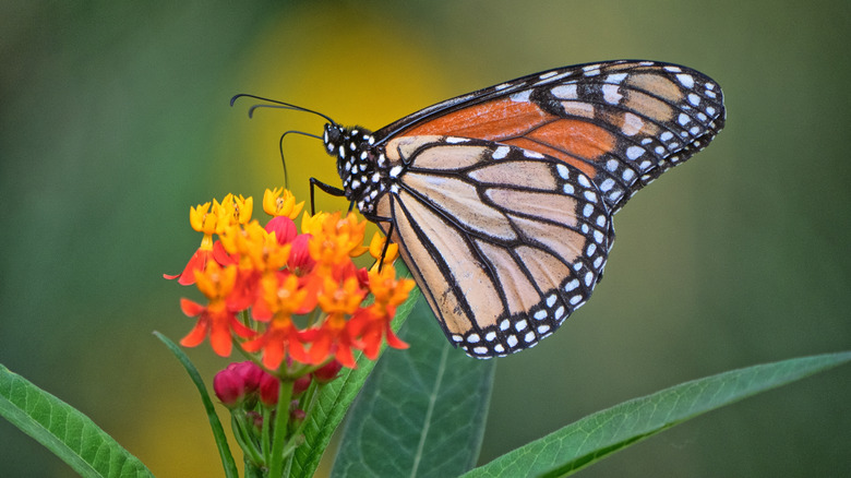 Butterfly milkweed outside with a monarch butterfly sitting on top