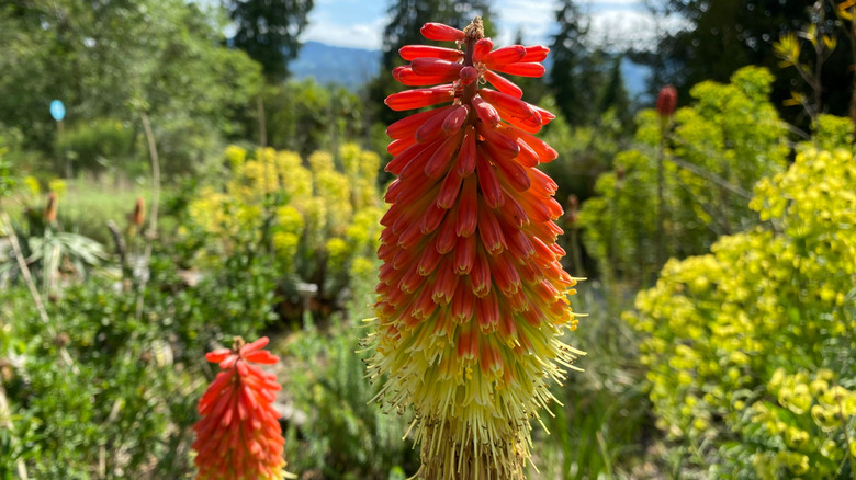 A close-up of red hot poker blooms outside in the sun