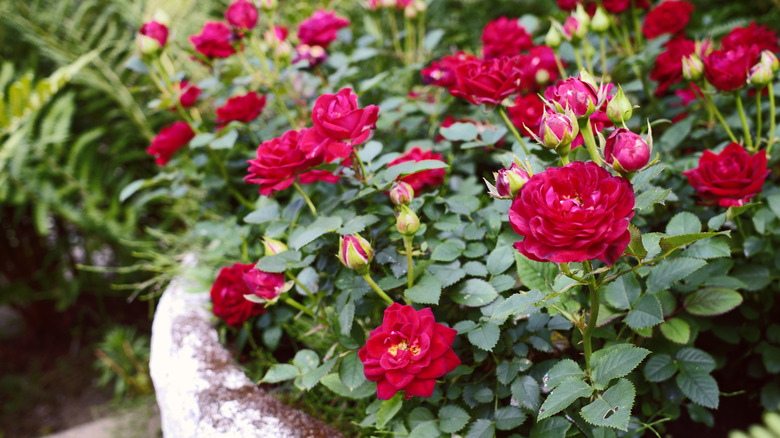 Red roses growing in a stone pot outside