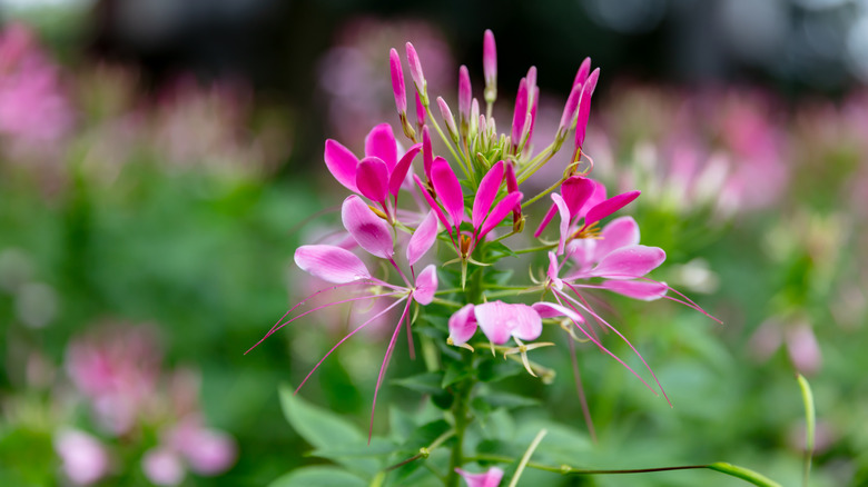 A close-up of pink spider flowers with their long stamens outside