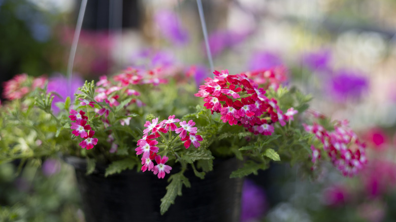 A species of verbena with pink and red flowers in a hanging basket