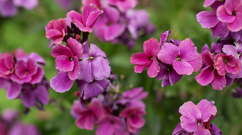 A close-up of the pinkish purple flowers found on wallflowers