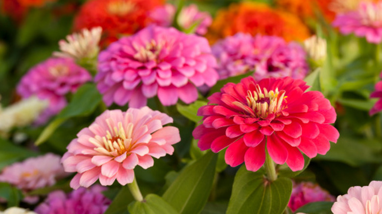 A close-up of zinnias in orange, red, and shades of pink