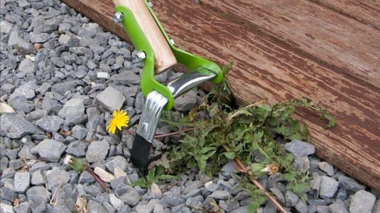 Ames 54 in. Wood Handle Scuffle Hoe