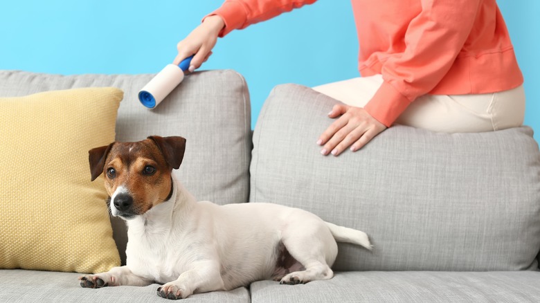 Woman using lint roller on couch