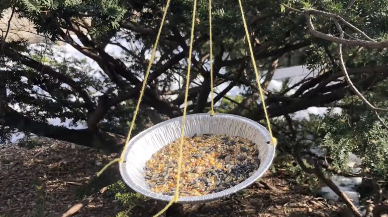 An aluminum pie pan full of bird seed hangs from a tree.
