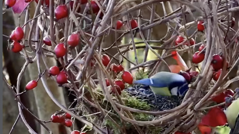 Close up of blue bird inside a sphere made of branches.