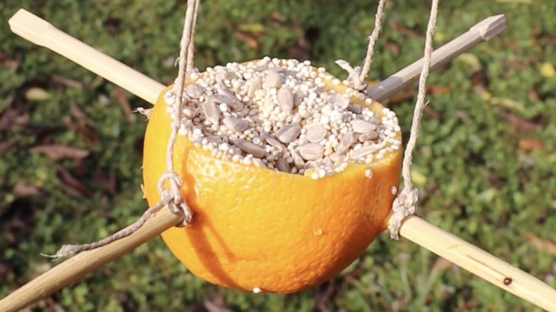 Close up of an orange filled with bird seed and wooden stick perches.
