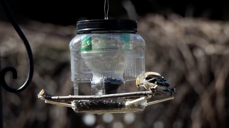 A bird perches on the edge of a feeder made from a plastic jug and halved plastic bottle.