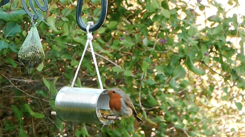 A bird is perched at the front of a tin can bird feeder.