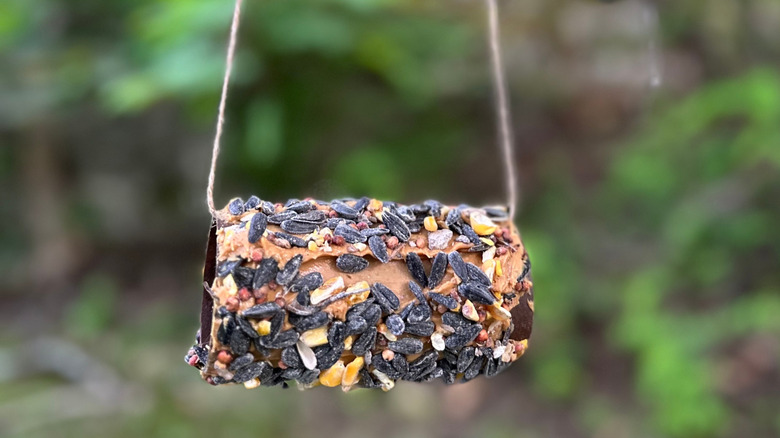 Close up of toilet paper tube rolled in peanut butter and bird seed.