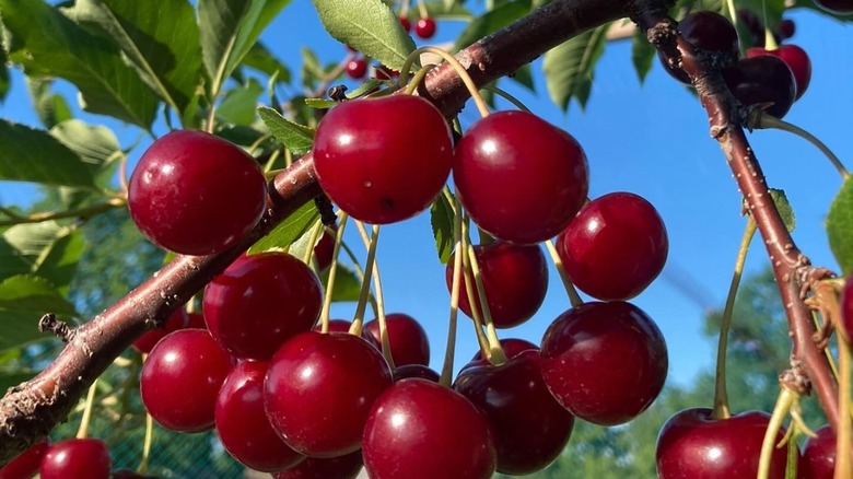 Red fruits on a Balaton cherry tree