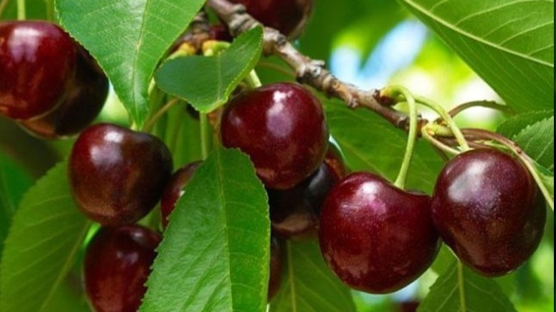 Berries hanging from a Black Tartarian cherry tree