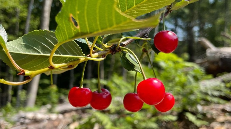 Danube cherries hanging from its tree