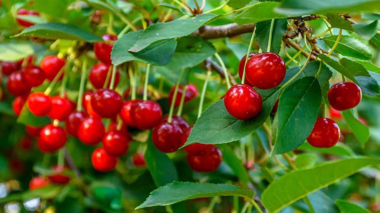 Fruits hanging from an English Morello cherry tree