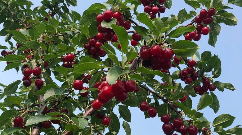 Ripe fruits of an Evans Bali cherry