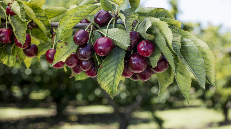 Ripe berries of the Bing cherry tree
