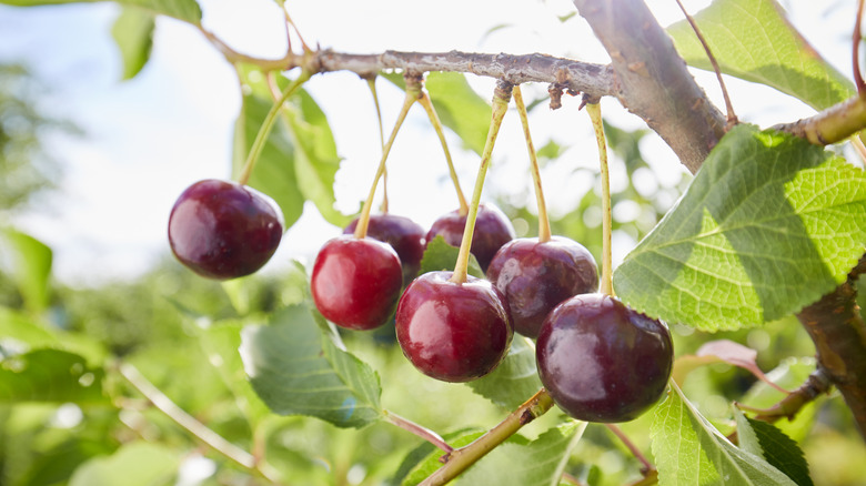 Cherries hanging from a tree