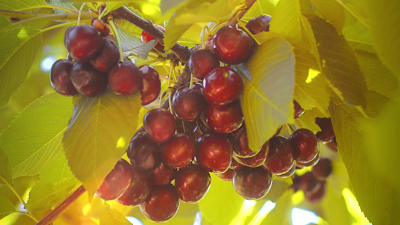 Lambert cherries growing on a tree
