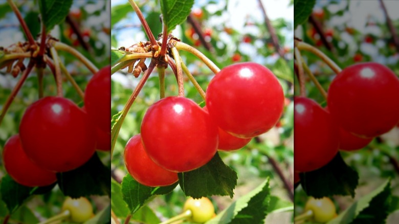 Fruits hanging from a Meteor cherry tree
