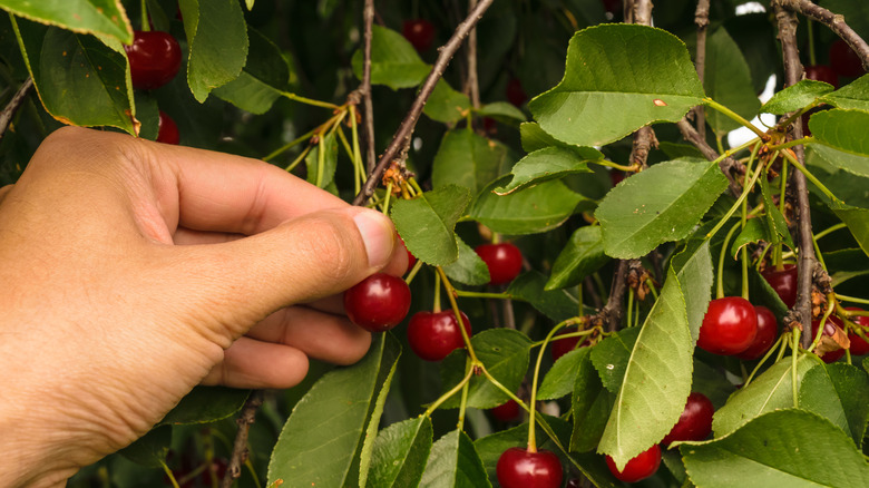 A hand plucking ripe fruit from Montmorency cherry tree