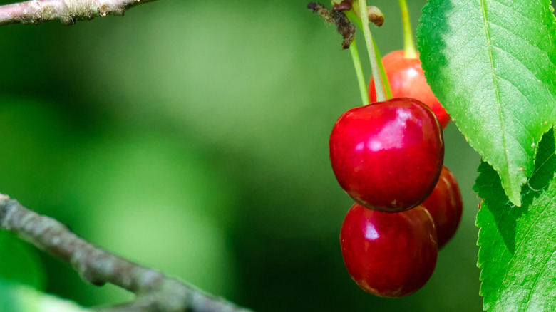 Red fruit hanging from a North Star sour cherry tree