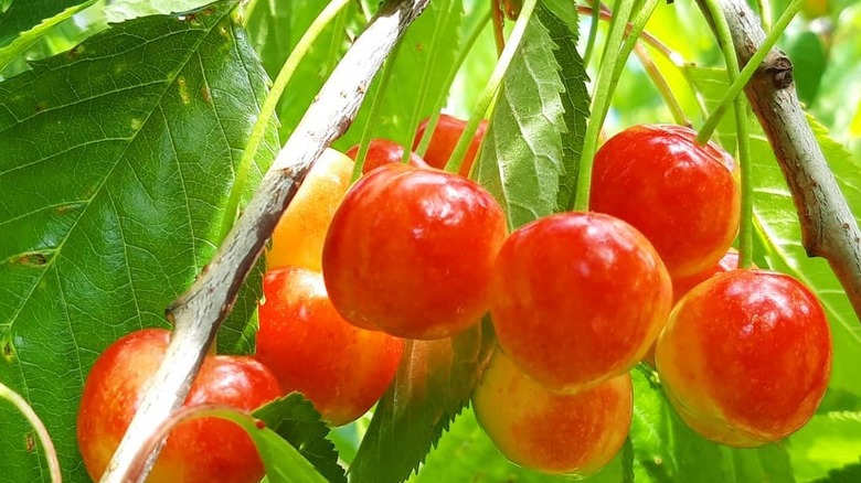 Royal Ann cherry tree laden with fruits
