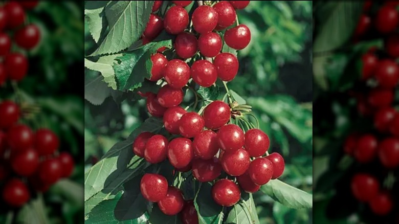 A Starkrimson Sweet cherry tree with ripe fruit
