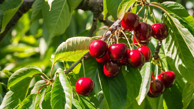Ripe fruits hanging from a Stella cherry tree