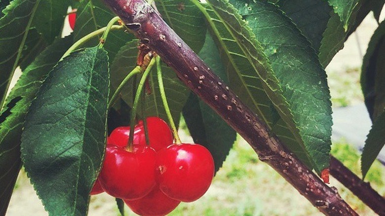 A Utah Giant cherry tree with fruit