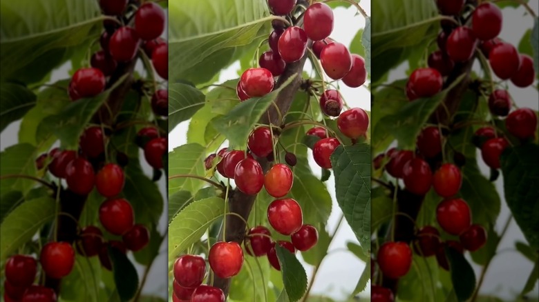 Van cherry tree laden with fruits