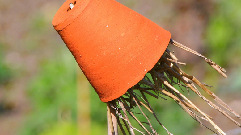 An earwig trap made using a plastic nursery pot and damp straw stuck on a pole.