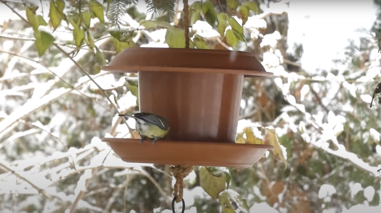 A bird eats from bird feeder made from a plastic nursery pot and saucers hanging in a tree.