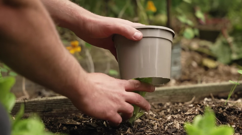A seedling grows inside a collar made from a plastic nursery planter with the bottom cut out.
