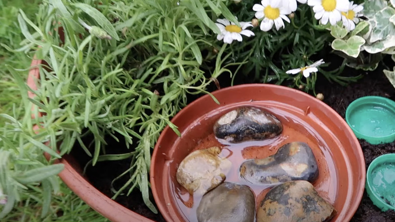 A plastic planter saucer filled with rocks and water sits inside a plastic nursery pot filled with soil and flowering plants.