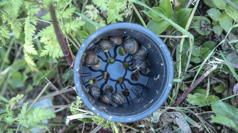 Snails congregate inside a trap made from an old plastic nursery pot.