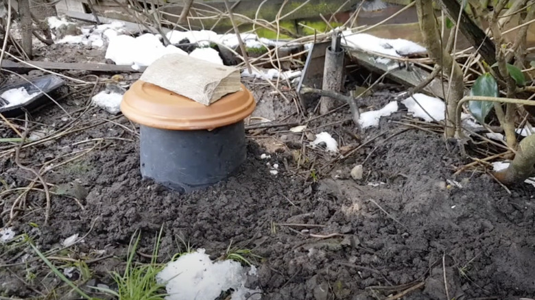 A bumblebee house built in the garden inside an upturned plastic pot and saucer weighed down with a log.
