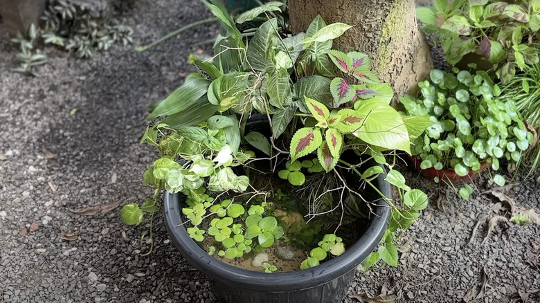 A micro-pond made from a plastic nursery planter filled with water, substrate, and water plants.